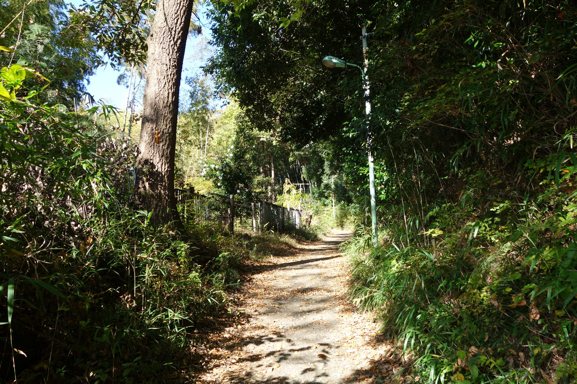 町田市立陸上競技場で観戦 さかとり